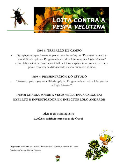 En Ourol preséntase o 11 de xuño un programa de estudo e loita contra a vespa velutina e tamén haberá unha charla sobre esta especie invasora.