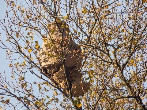 A Casa do Mar de Ribadeo acollerá unha charla sobre a avespa velutina. Será este venres, 26 de febreiro.