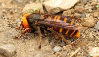 A Casa do Mar de Ribadeo acollerá unha charla sobre a avespa velutina. Será este venres, 26 de febreiro. 